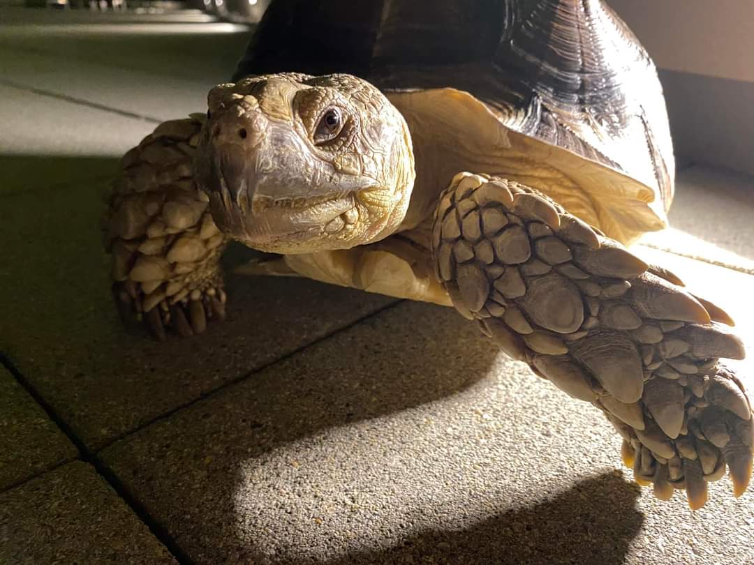 Ready for snakes? Hong Kongers bring pets reptiles to new countries ...